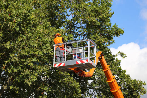 Best Lawn Dethatching Services  in Kings Park, VA